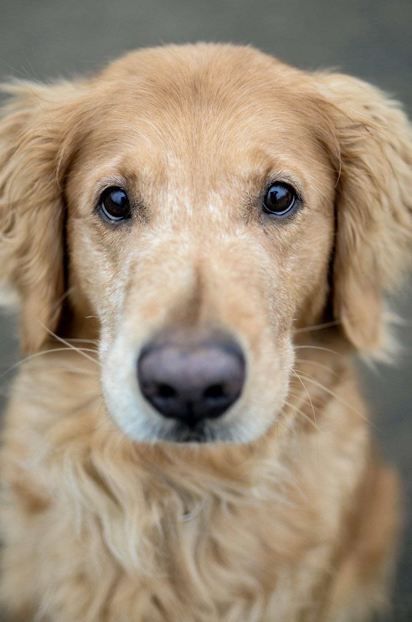 A golden retriever with a curious, gentle expression