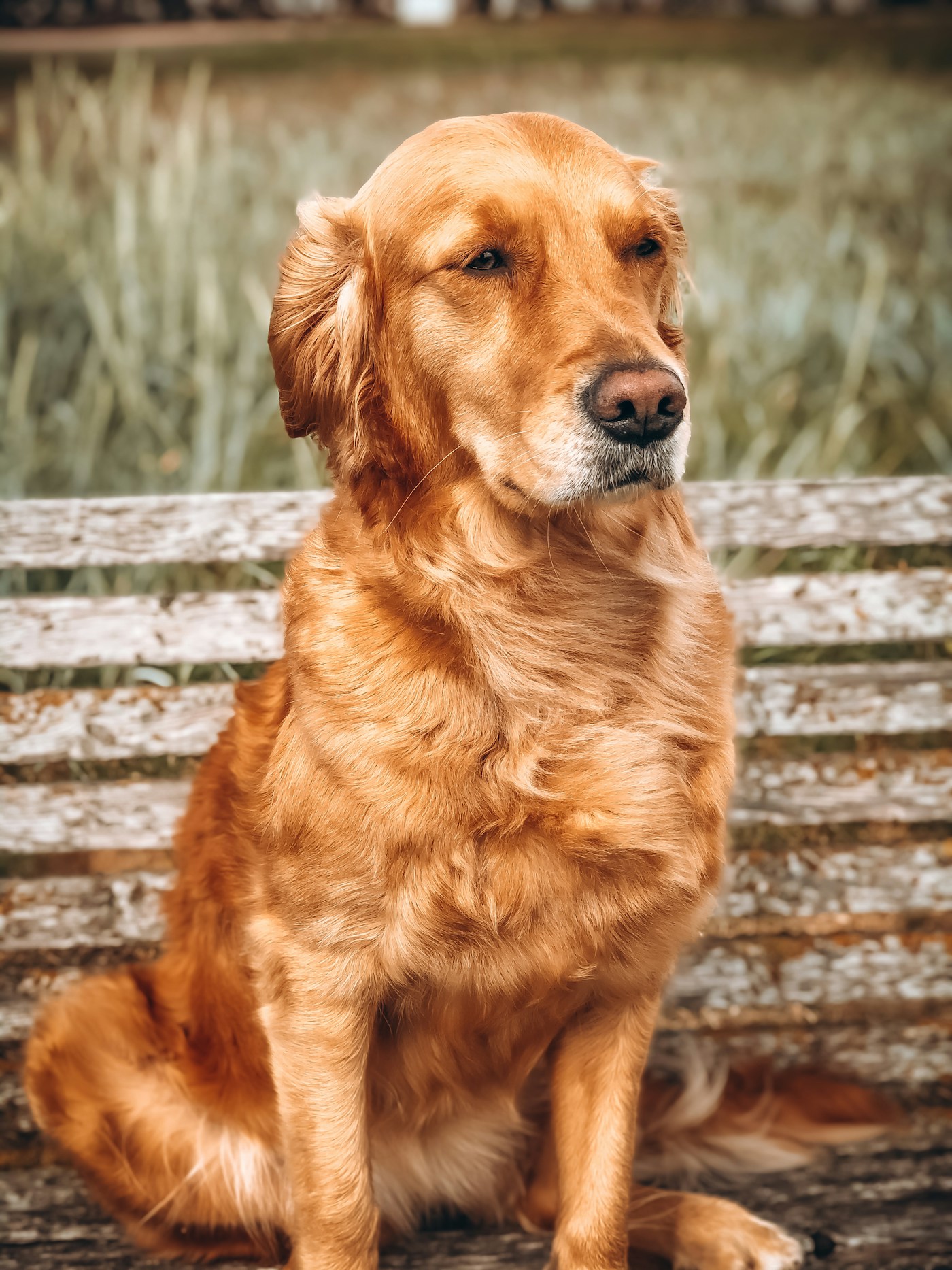 A golden retriever sitting outdoors