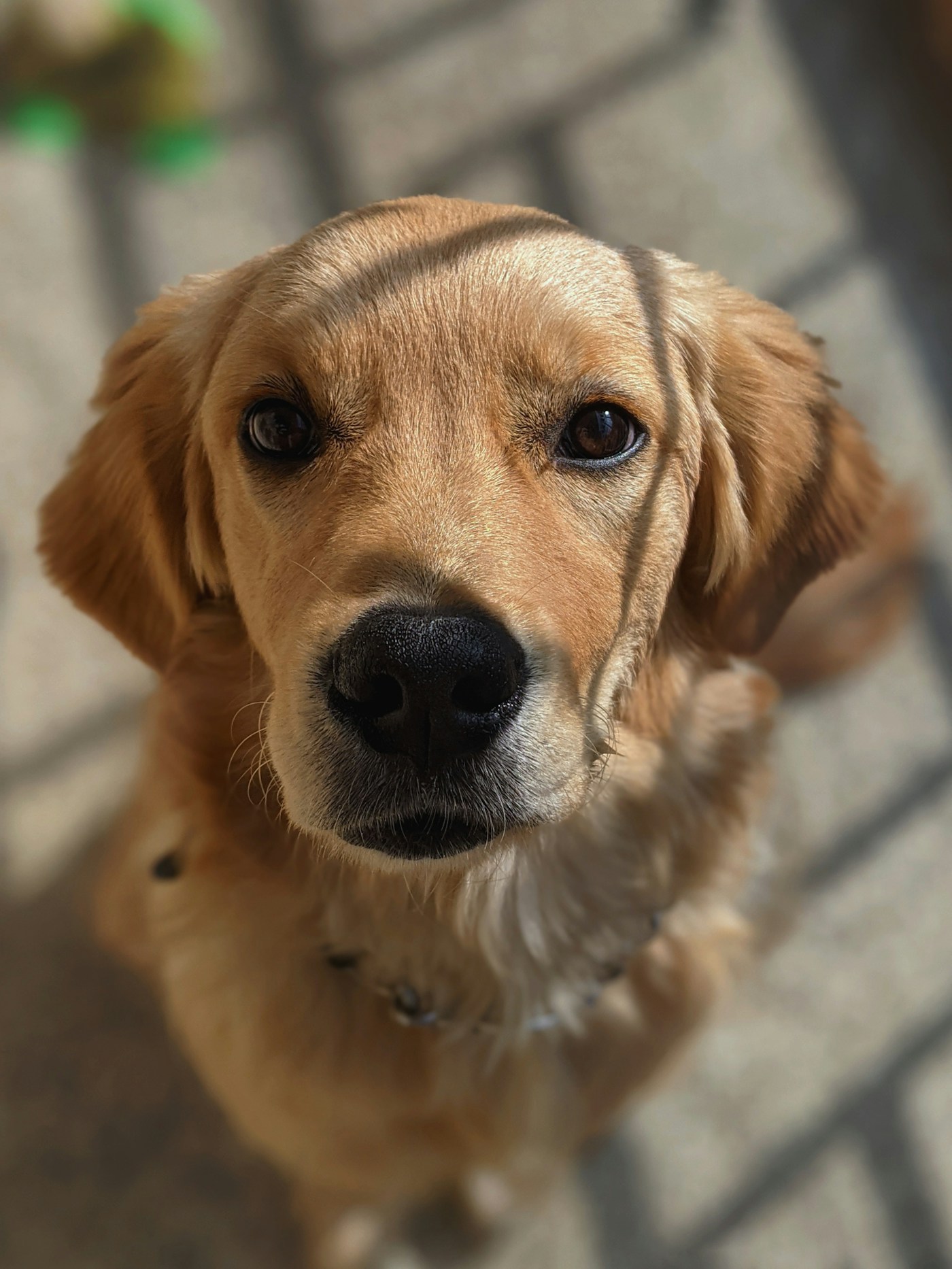 A golden dog looking into the camera